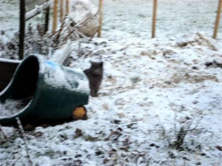 Blanding af racer Snoopy *RIP* billede 10