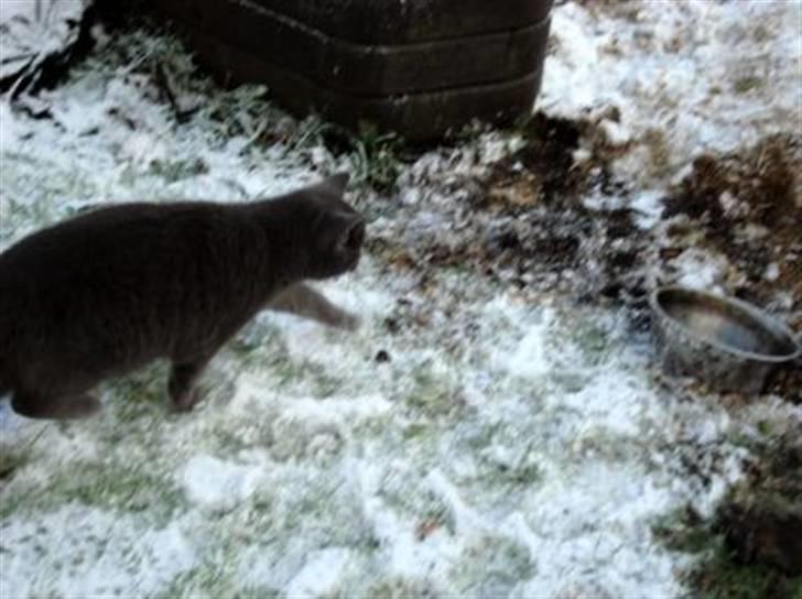 Blanding af racer Snoopy *RIP* billede 11