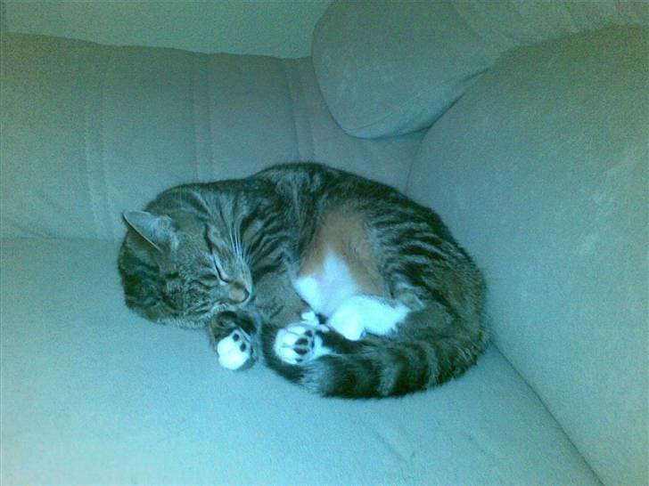 Blanding af racer Mocca - zzzzzz...... billede 13
