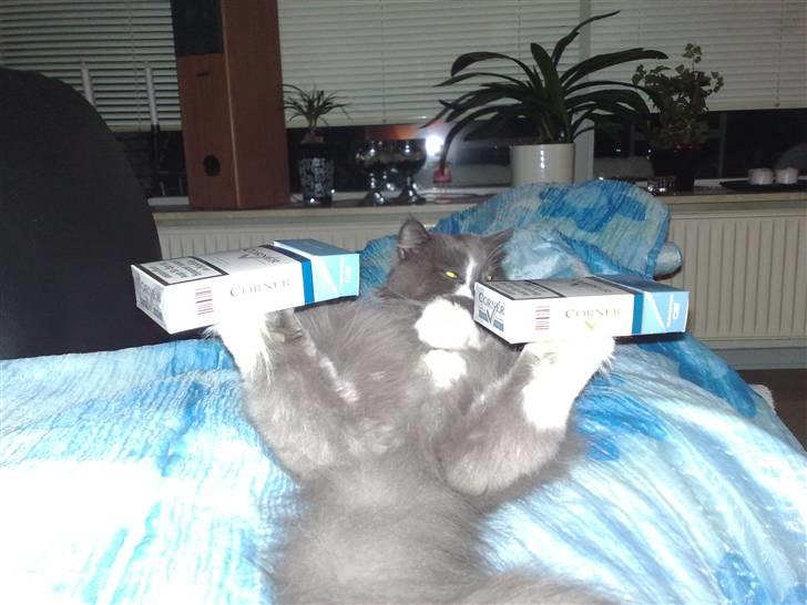 Blanding af racer Bine - Bine balancerer 2 pakker smøger på bagpoterne! billede 11