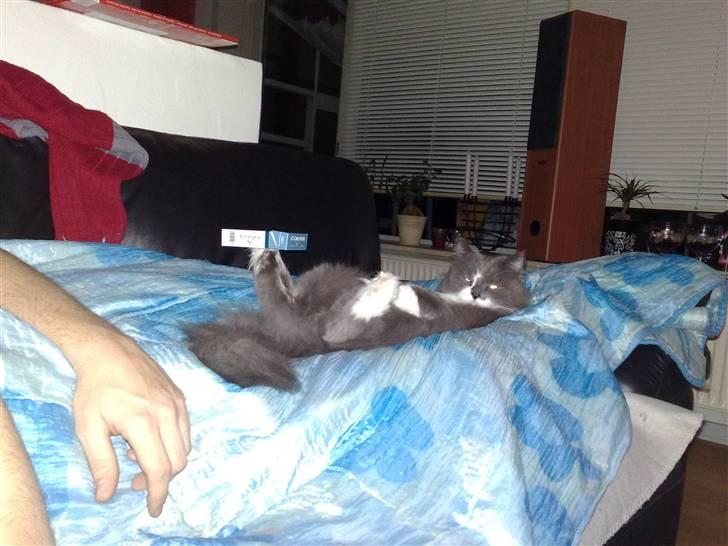 Blanding af racer Bine - Her startede hun med at balancere 1 pakke smøger! billede 12