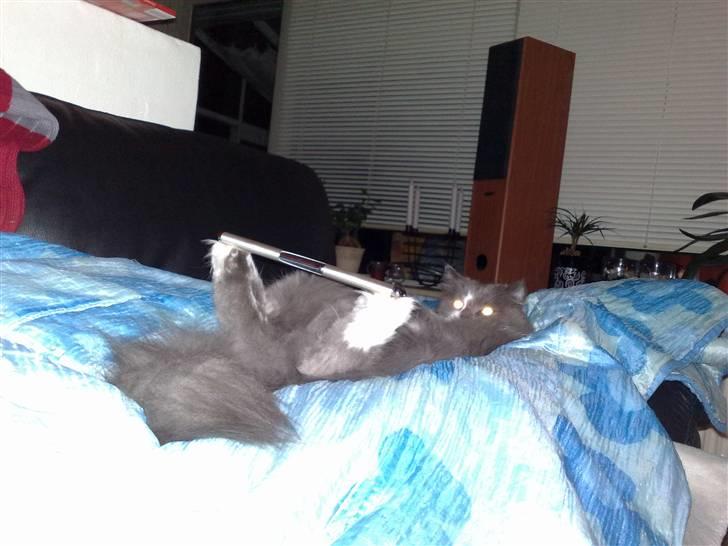 Blanding af racer Bine - Her balancerer hun en af de lange lightere! billede 13