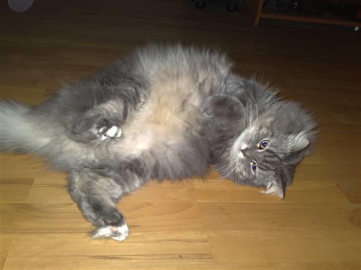 Blanding af racer Bailey billede 12