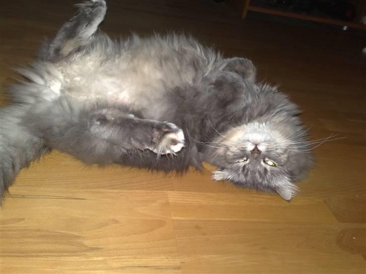 Blanding af racer Bailey billede 13