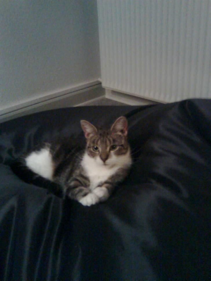 Huskat Mille billede 9