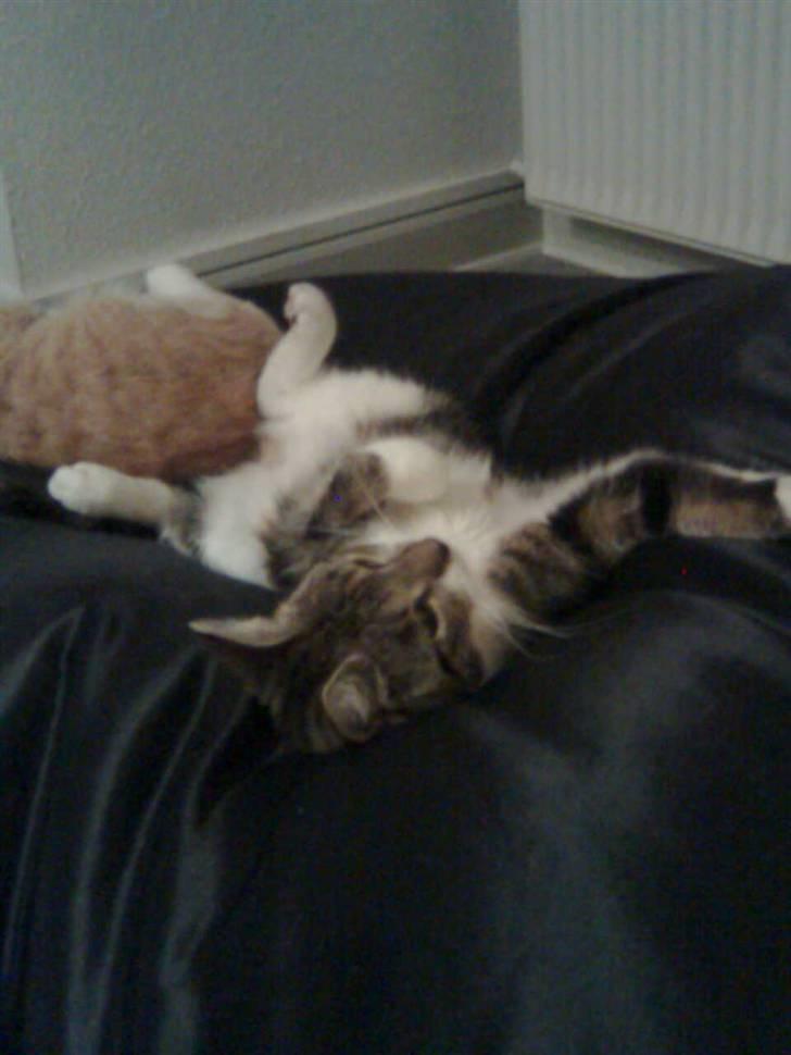 Huskat Mille billede 10