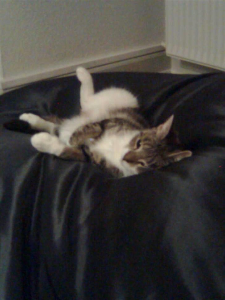 Huskat Mille billede 11