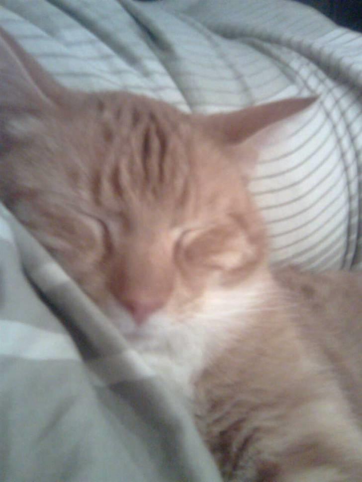 Huskat Basse billede 6