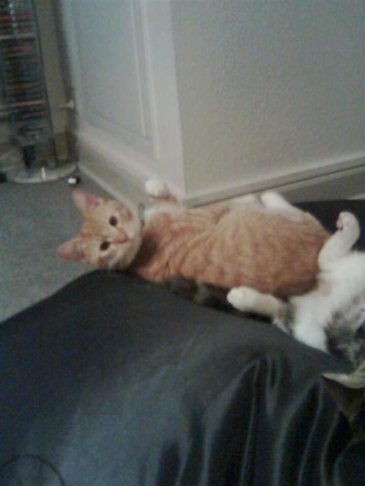 Huskat Basse billede 7