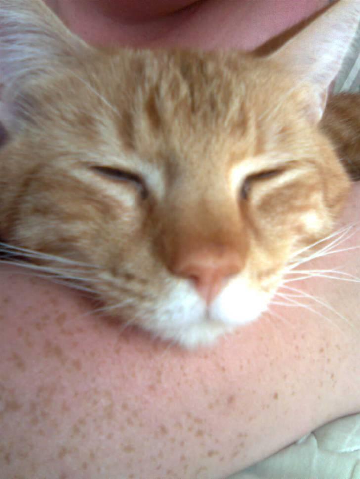 Huskat Basse billede 8