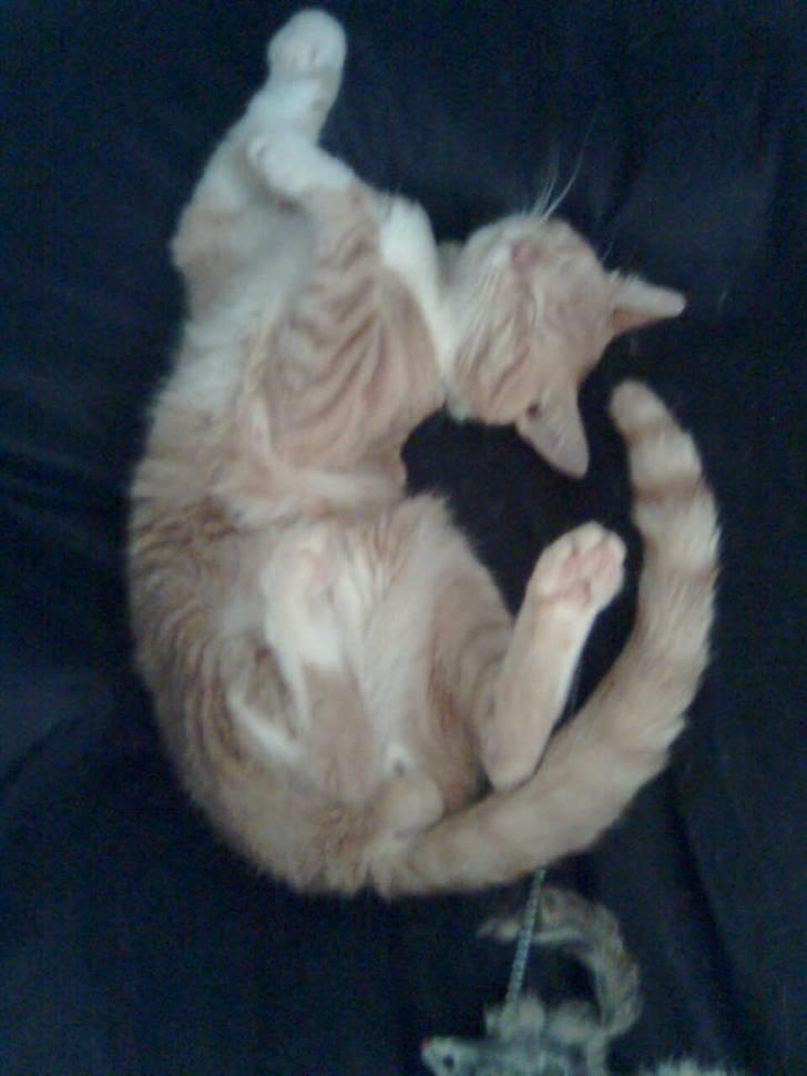 Huskat Basse billede 9