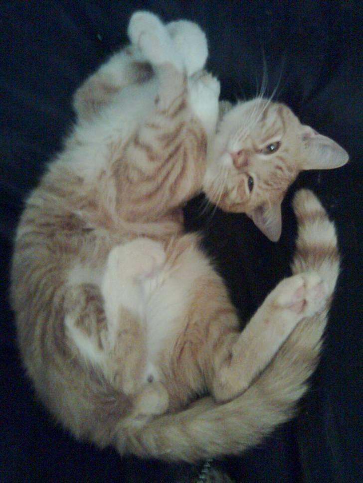 Huskat Basse billede 10