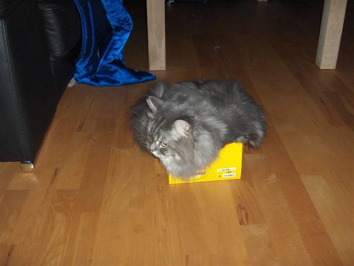 Blanding af racer Bailey - Jeg kan sagtens være i denne kasse ;-) billede 14