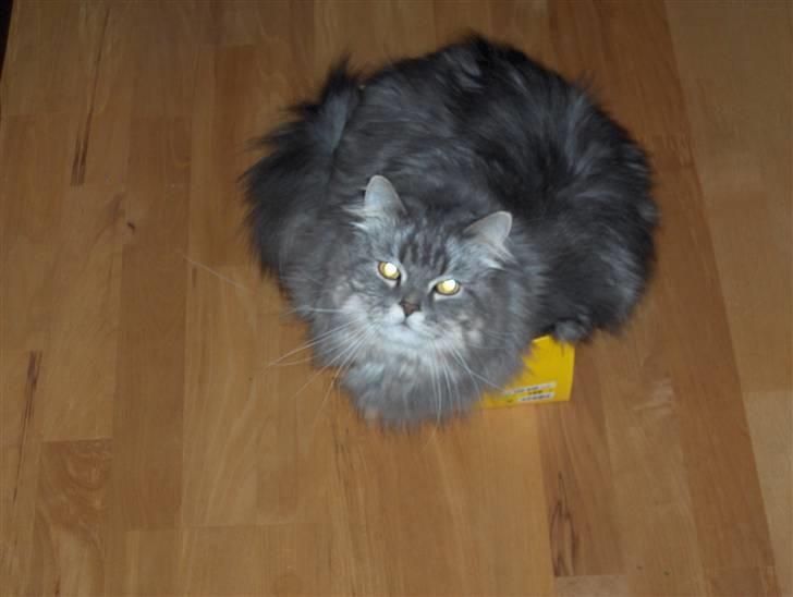 Blanding af racer Bailey billede 15