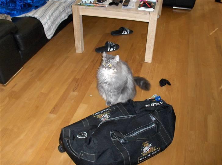 Blanding af racer Bailey billede 16