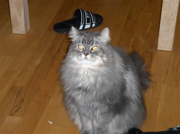 Blanding af racer Bailey billede 17