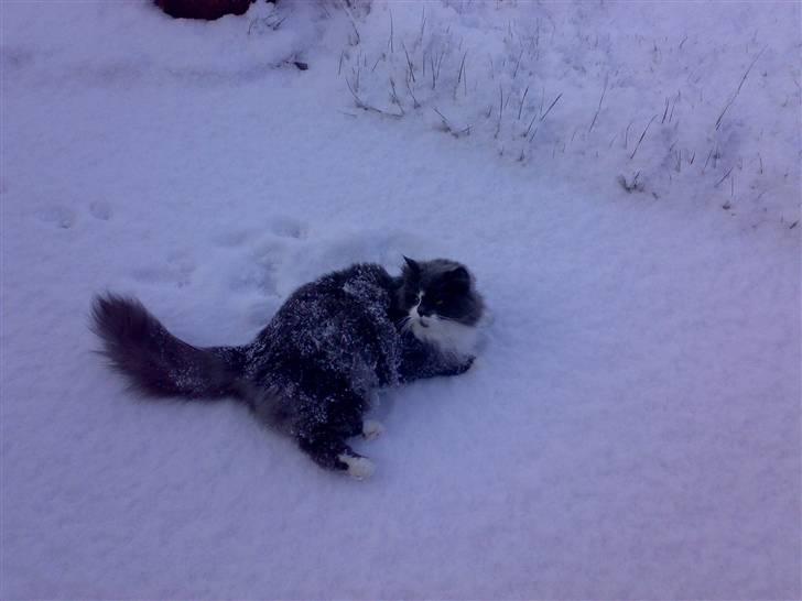 Blanding af racer Bine - Dejligt at ligge i sneen ;-) billede 14