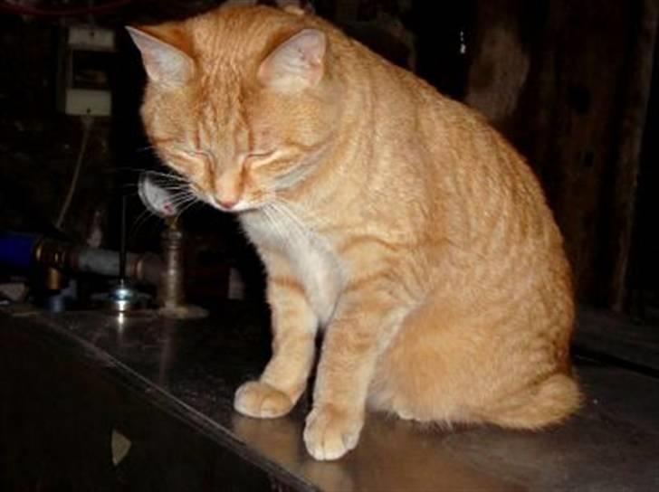 Huskat Zakie *R.I.P.* billede 1