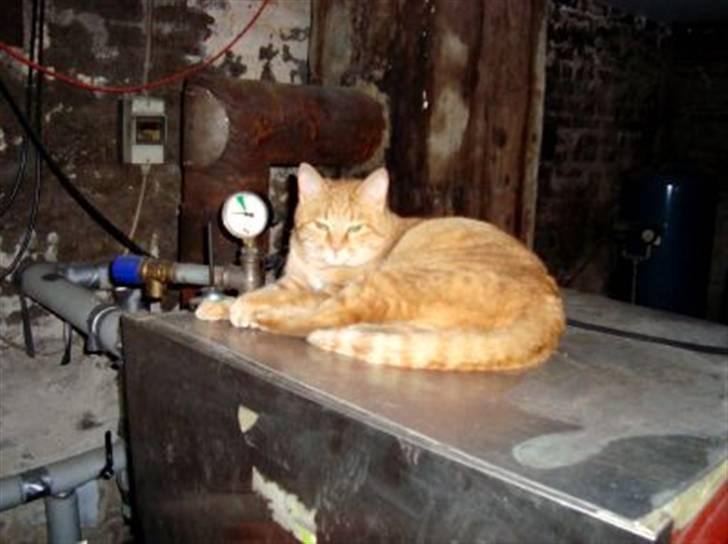 Huskat Zakie *R.I.P.* billede 2