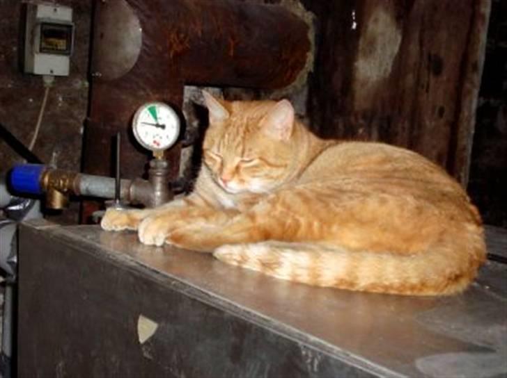 Huskat Zakie *R.I.P.* billede 3