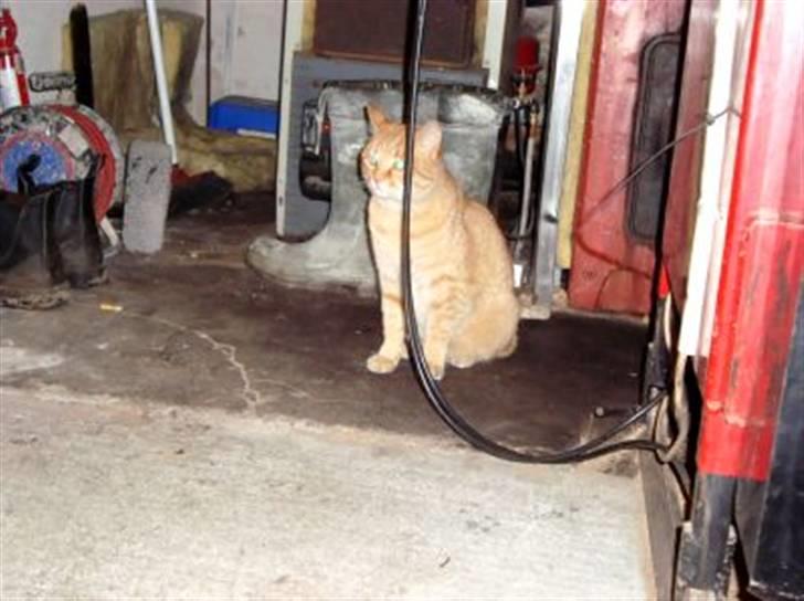 Huskat Zakie *R.I.P.* billede 4