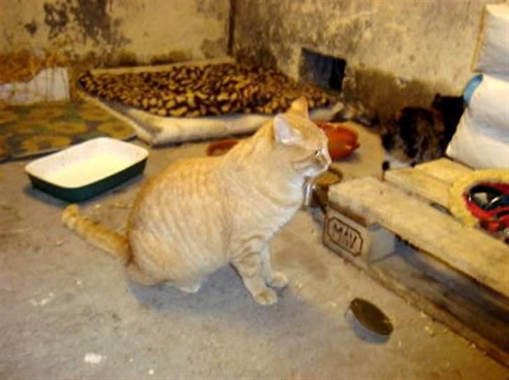 Huskat Zakie *R.I.P.* billede 5