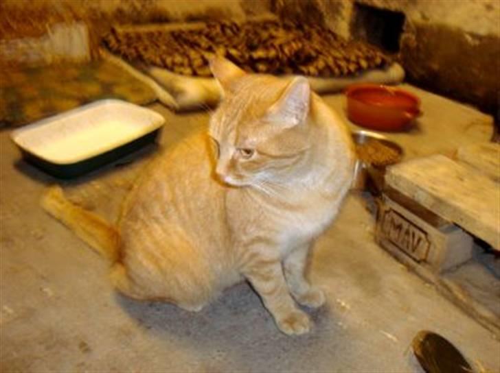 Huskat Zakie *R.I.P.* billede 6