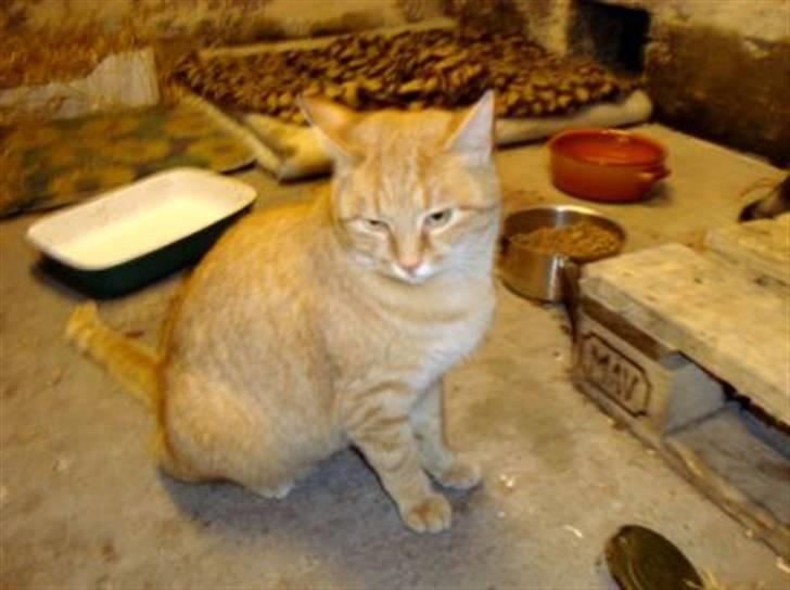 Huskat Zakie *R.I.P.* billede 7