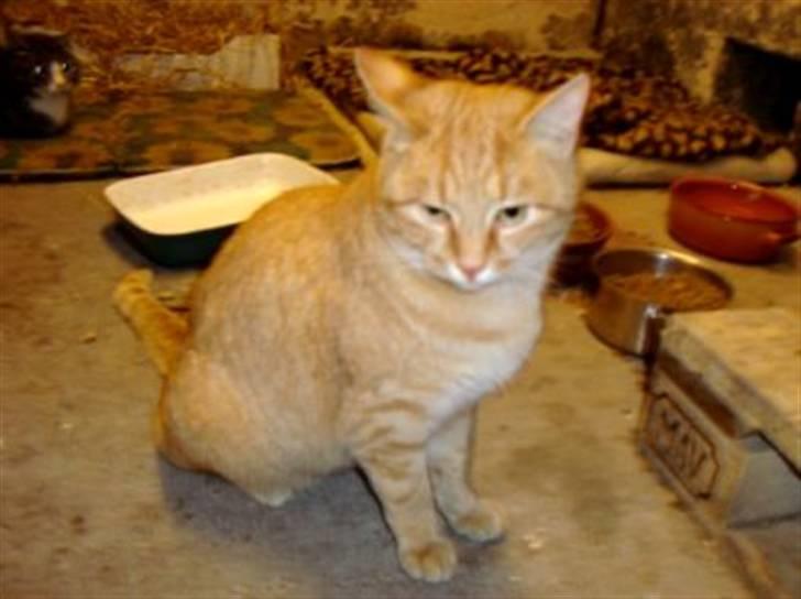 Huskat Zakie *R.I.P.* billede 8