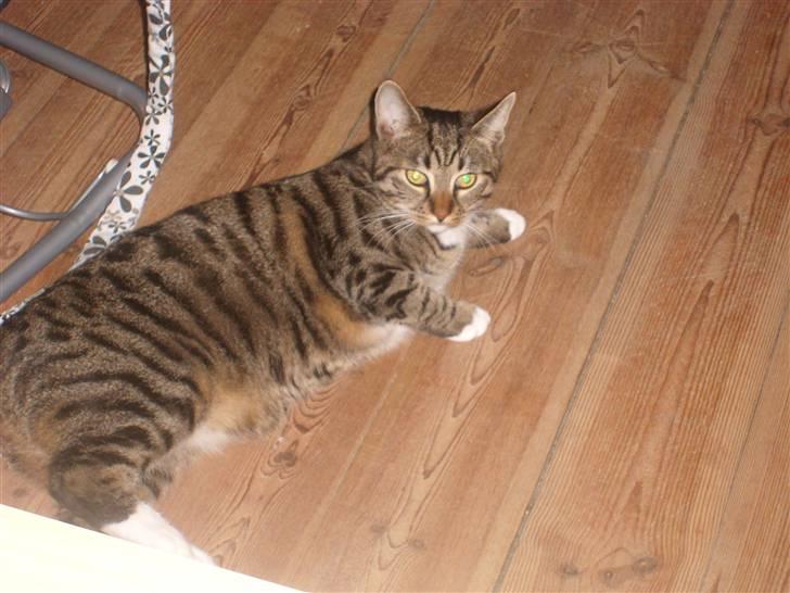 Blanding af racer Buller billede 1