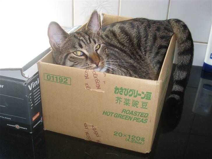 Blanding af racer Buller billede 2