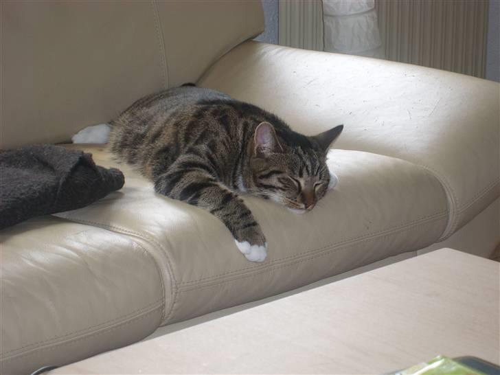 Blanding af racer Buller billede 3