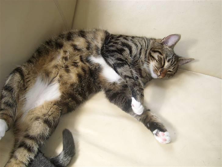 Blanding af racer Buller billede 4