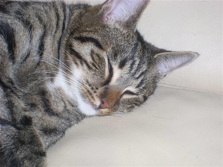 Blanding af racer Buller billede 5