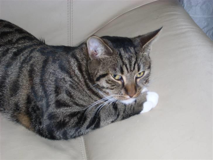 Blanding af racer Buller billede 6