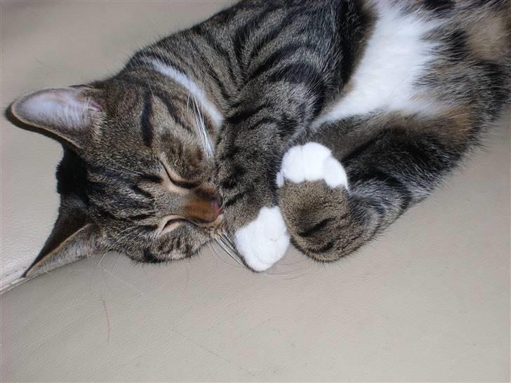 Blanding af racer Buller billede 7