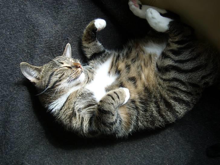 Blanding af racer Buller billede 8