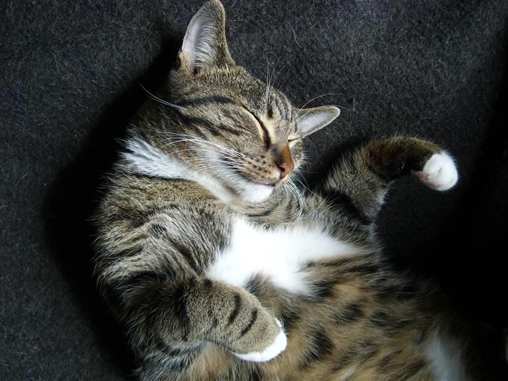 Blanding af racer Buller billede 9