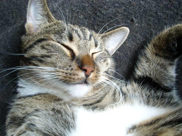 Blanding af racer Buller billede 10