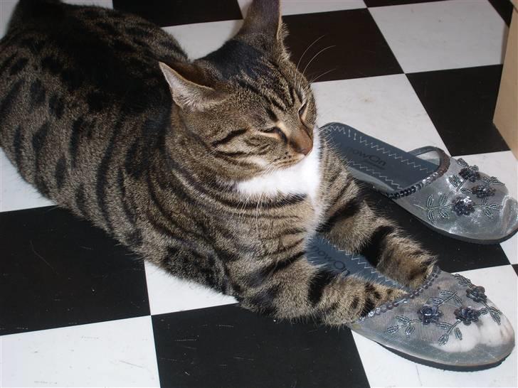 Blanding af racer Buller billede 11