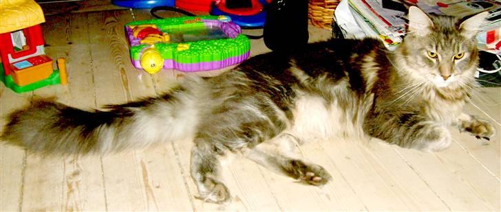 Maine Coon Caladesi Island billede 17