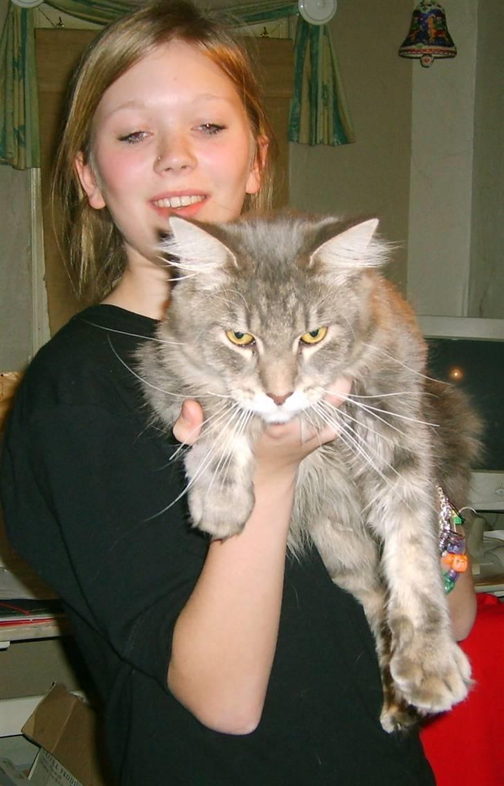 Maine Coon Caladesi Island billede 18