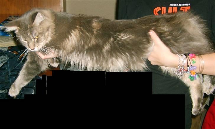 Maine Coon Caladesi Island billede 19