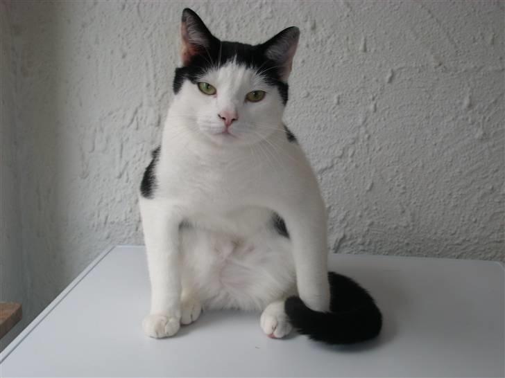 Blanding af racer Hermann billede 1