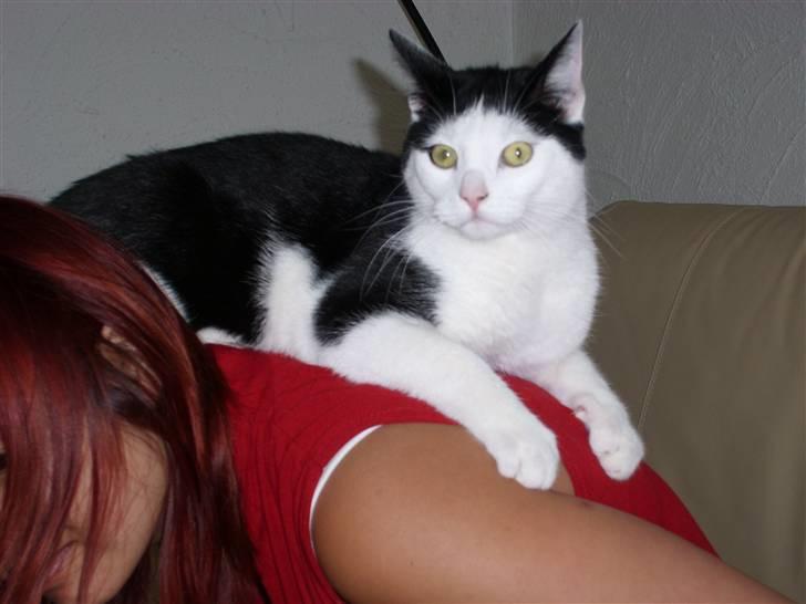 Blanding af racer Hermann billede 2