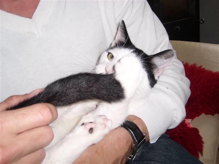 Blanding af racer Hermann billede 3