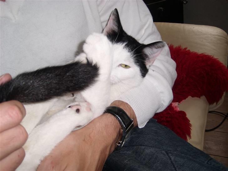 Blanding af racer Hermann billede 4