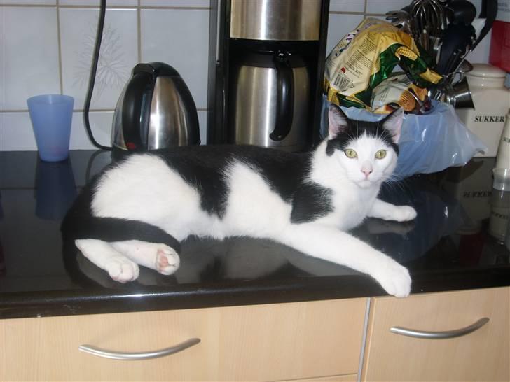 Blanding af racer Hermann billede 5