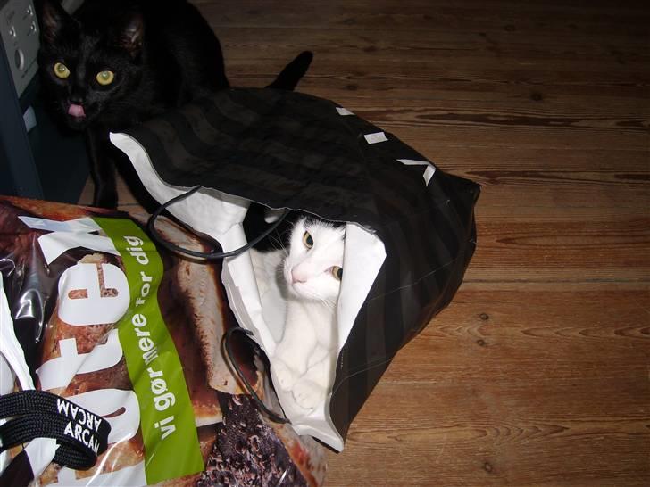 Blanding af racer Hermann billede 6