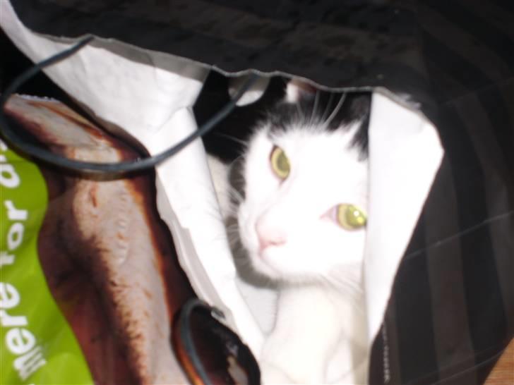 Blanding af racer Hermann billede 7